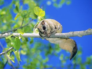 加拿大艾伯塔省中部，成年雌性北方鼯鼠(Glaucomys sabrinus)不小心从哺育四只幼鼠的巢箱中受惊了