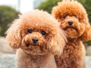 两只杏色贵宾犬看着镜头;毛茸茸的狗外