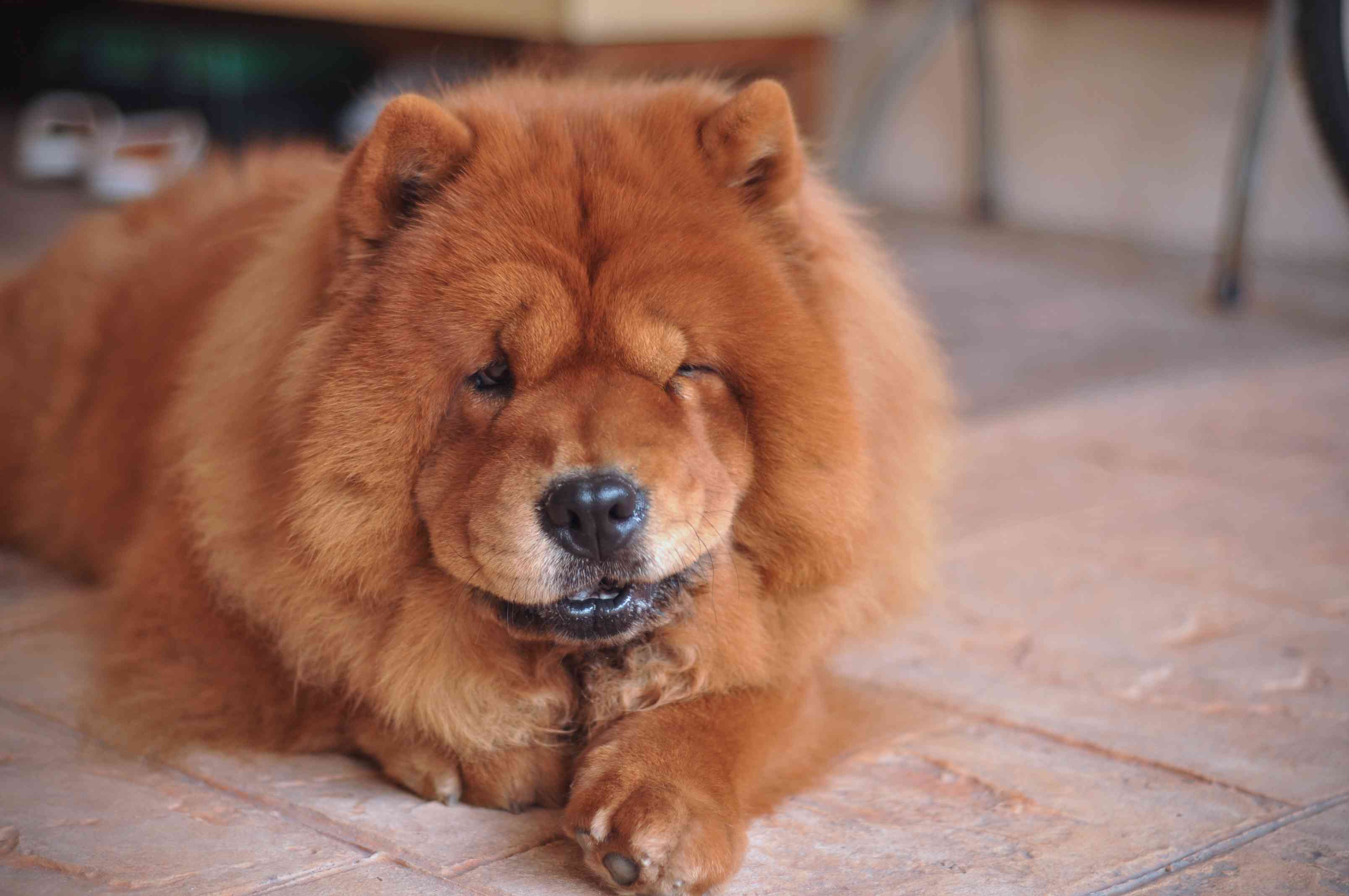 松狮犬品种躺在地板上