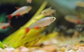 Bloodfin Tetra