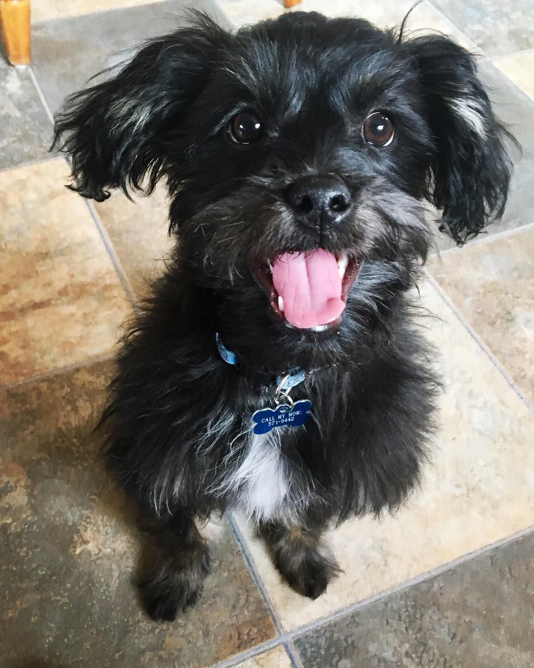 Dog with a happy face