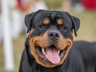 伸出舌头微笑的罗威纳犬