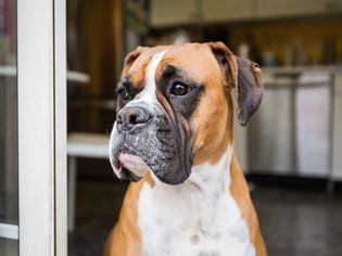 拳师犬站在敞开的门前。
