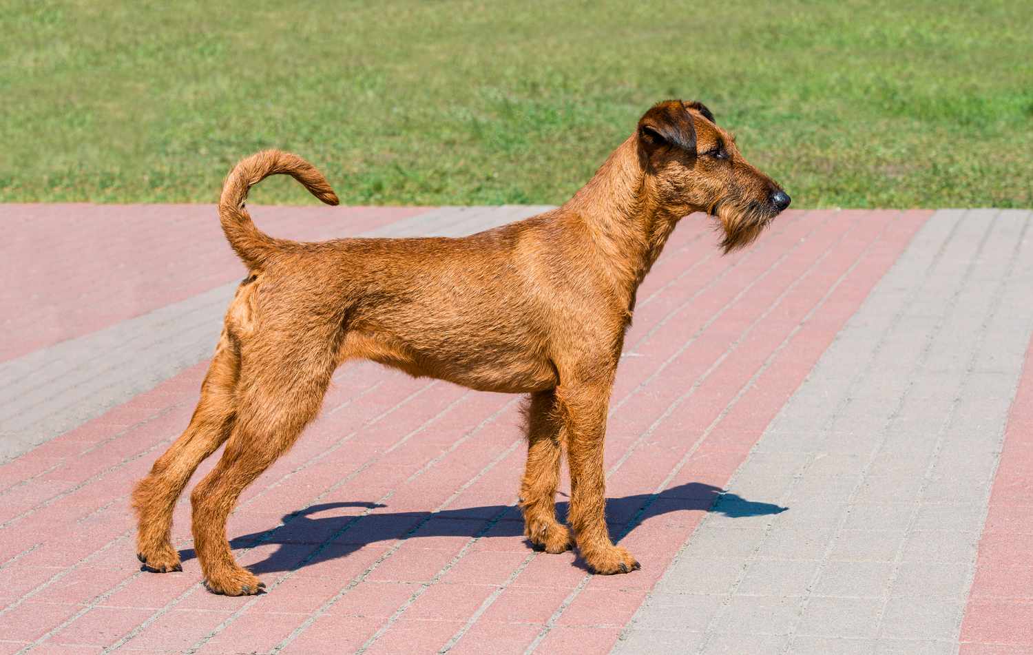 Red Irish Terrier dog
