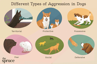 types of aggression in dogs