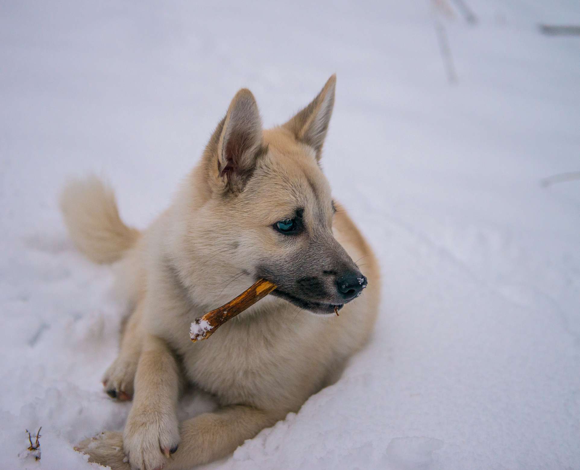 挪威猎犬小狗在咀嚼木棍