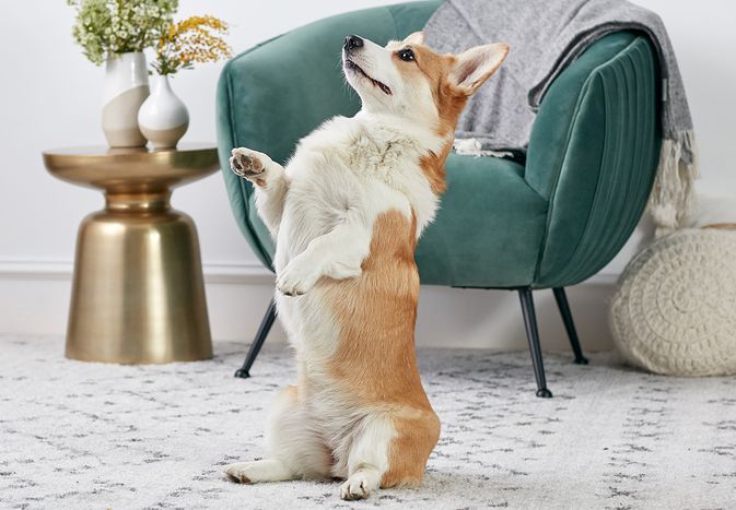 彭布罗克威尔士柯基犬在乞讨