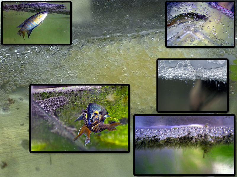 Breeding The Original Tropical Fish, The Paradise Fish