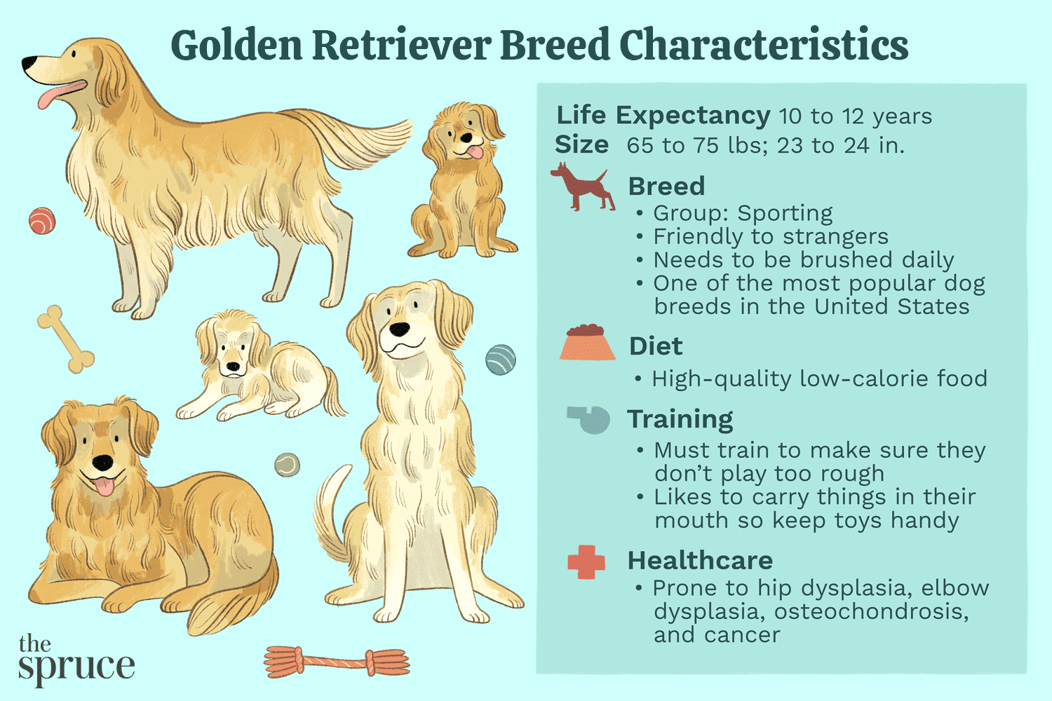 金毛猎犬品种特征