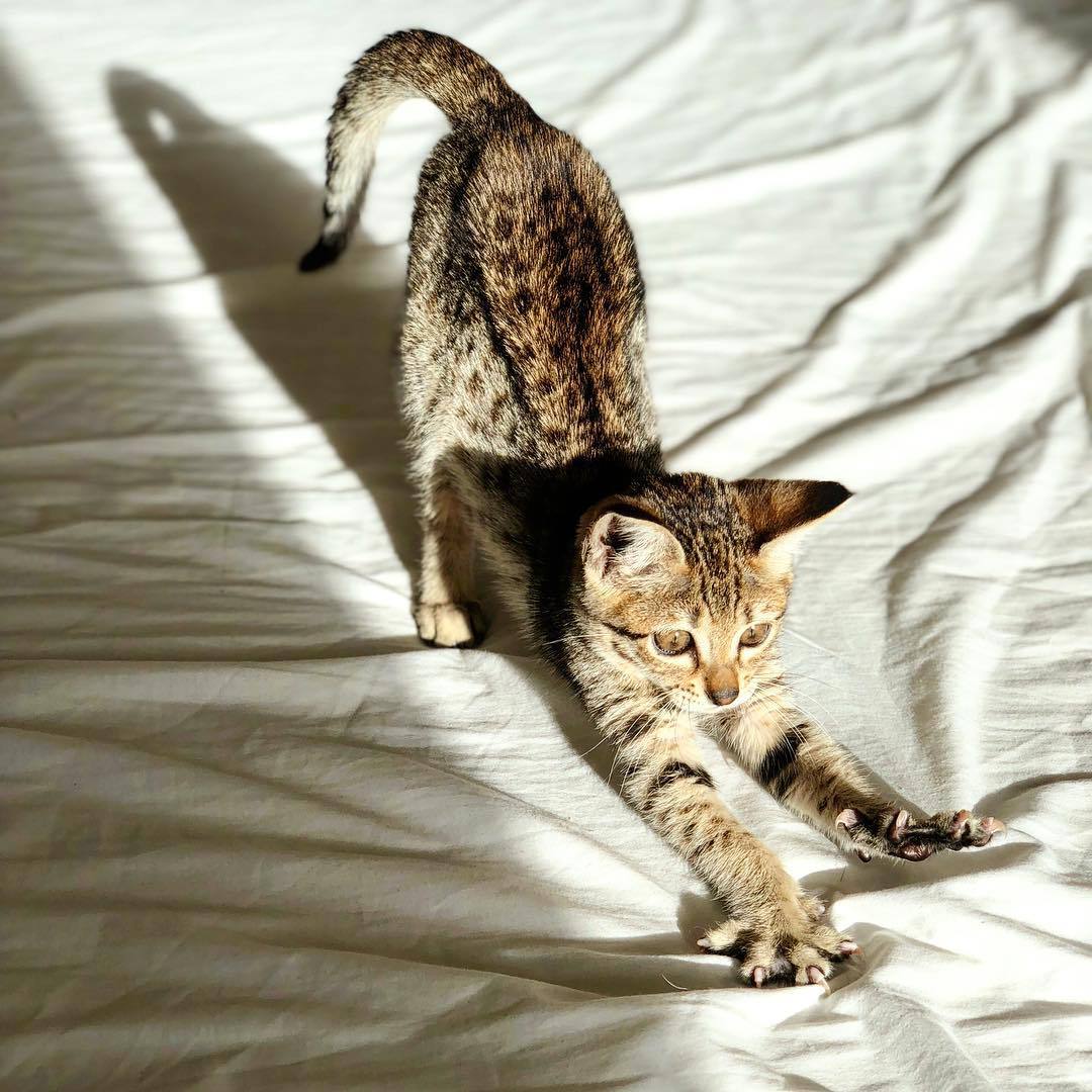 孟加拉猫