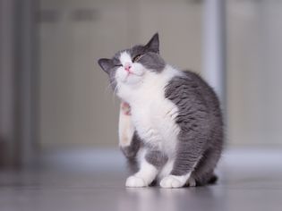 猫皮肤干燥