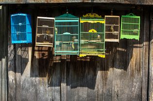 Birds In Cage Against Wooden Wall For Sale At Market