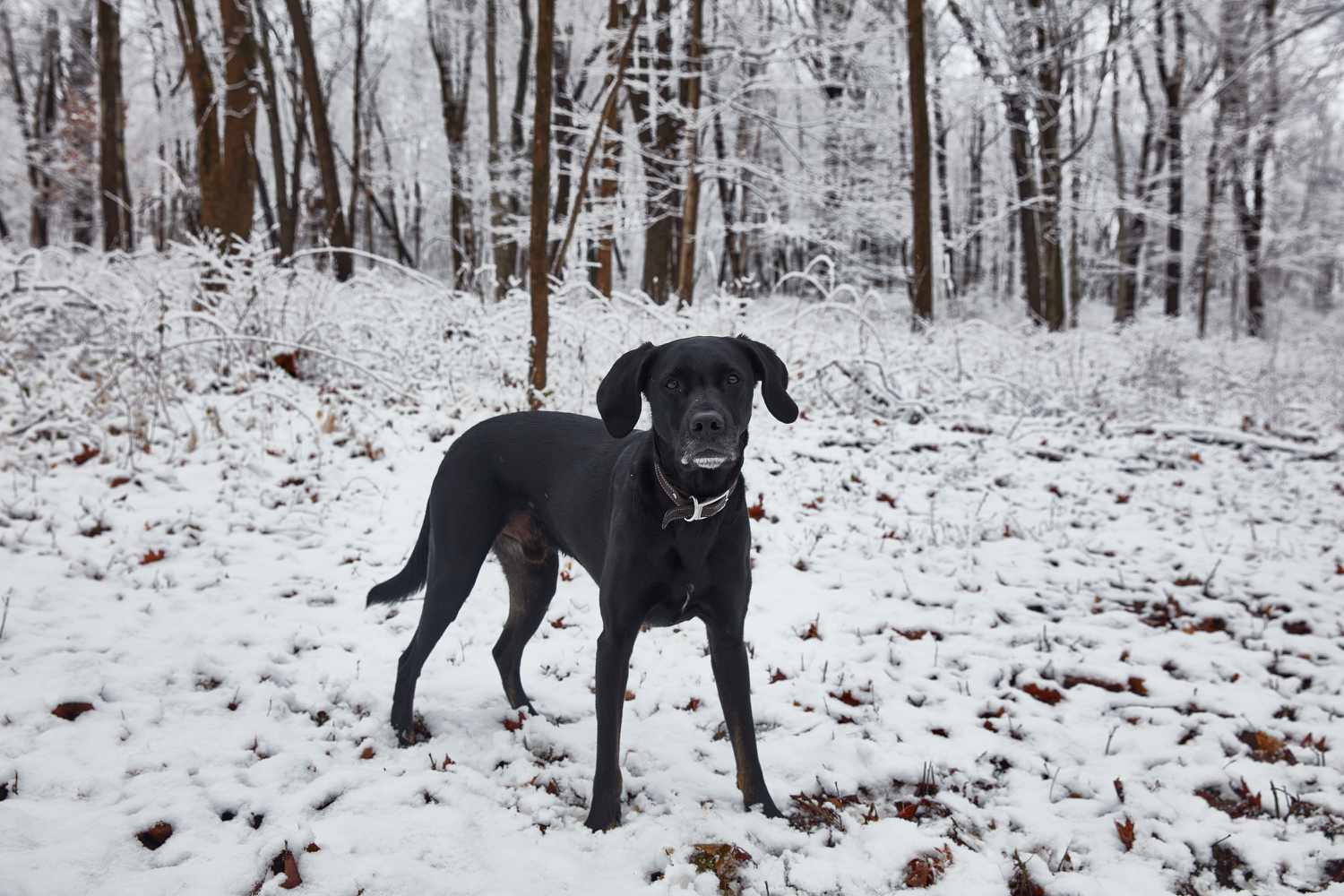雪地里的狗