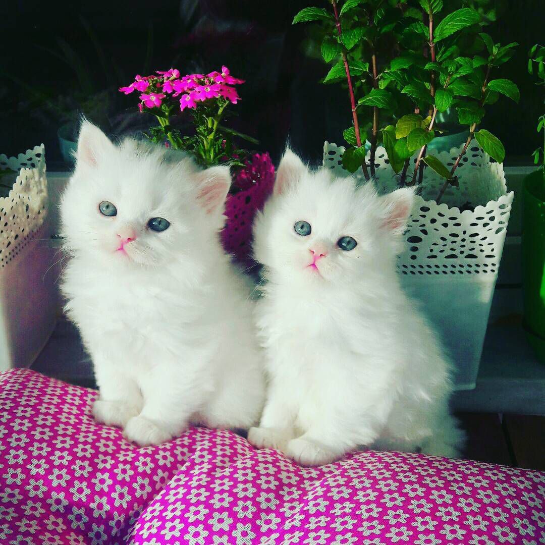白色的小猫