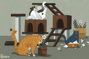 猫的不良行为插画