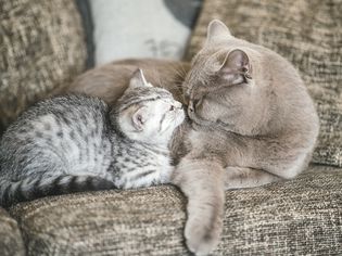 Grey tabby kitten with adult grey cat