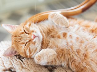 A happy, healthy pet cat