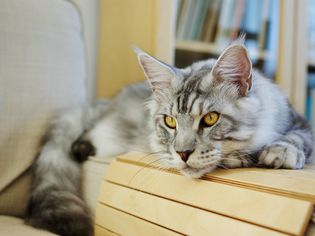 缅因猫在椅子扶手上。