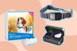 3 of the best gps trackers for dogs
