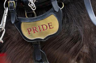 ARDINGLY, UNITED KINGDOM - APRIL 01: Detail of a horse's name on it's saddle before the horse parade on April 1, 2013 in Ardingly, United Kingdom.