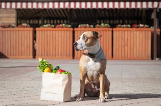 dog sitting on the sidewalk with bag of vegetables