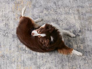 一只正在翻滚的澳大利亚牧羊犬