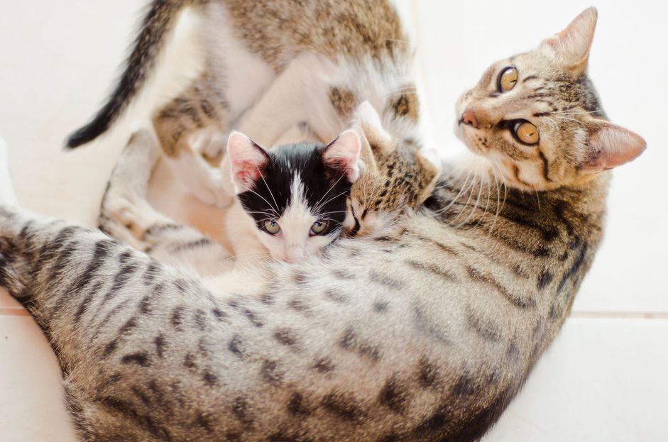 猫妈妈正在给小猫喂奶