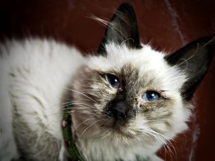 生病的猫