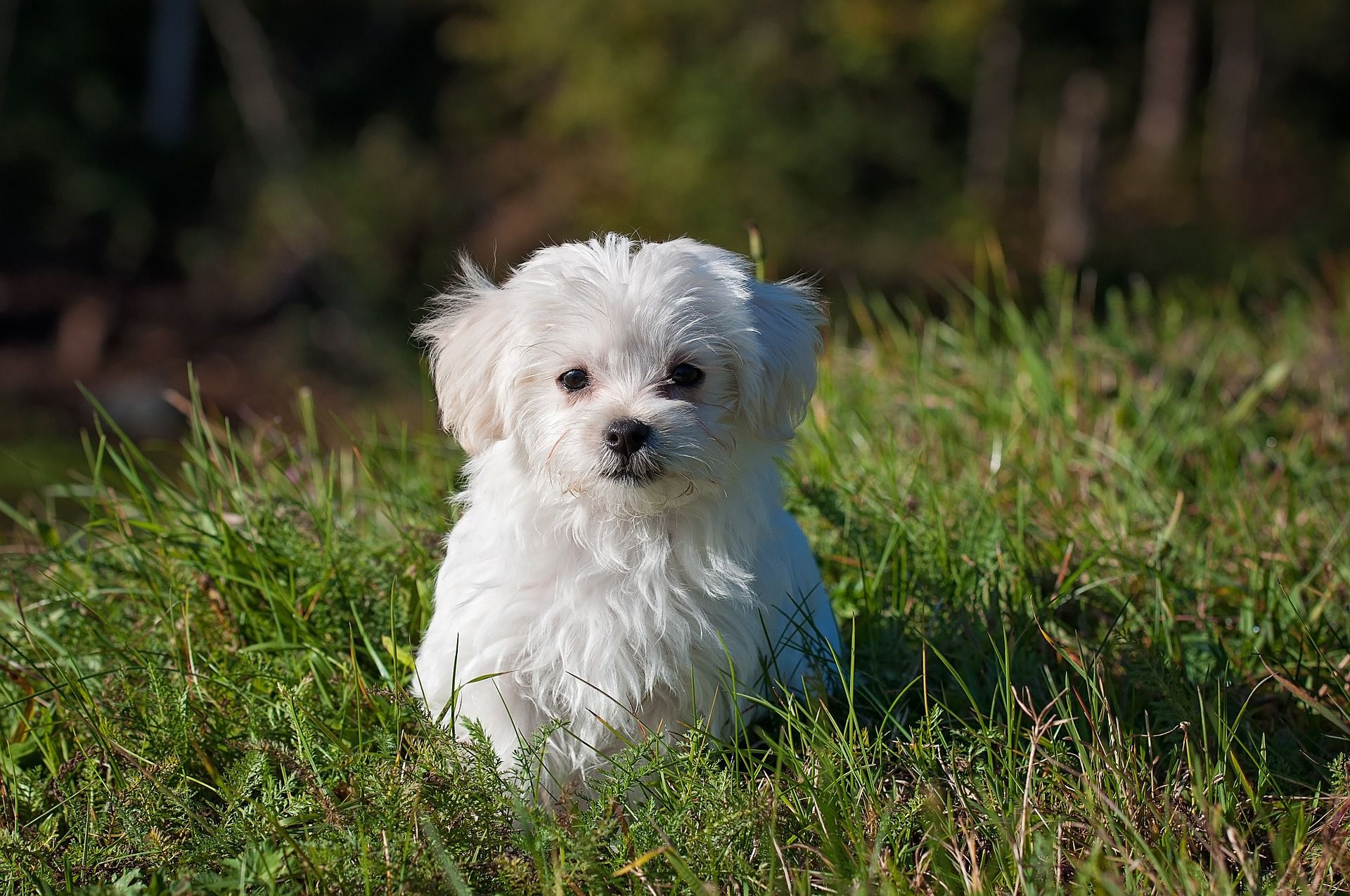 A Maltese puppy sitting in the grass.