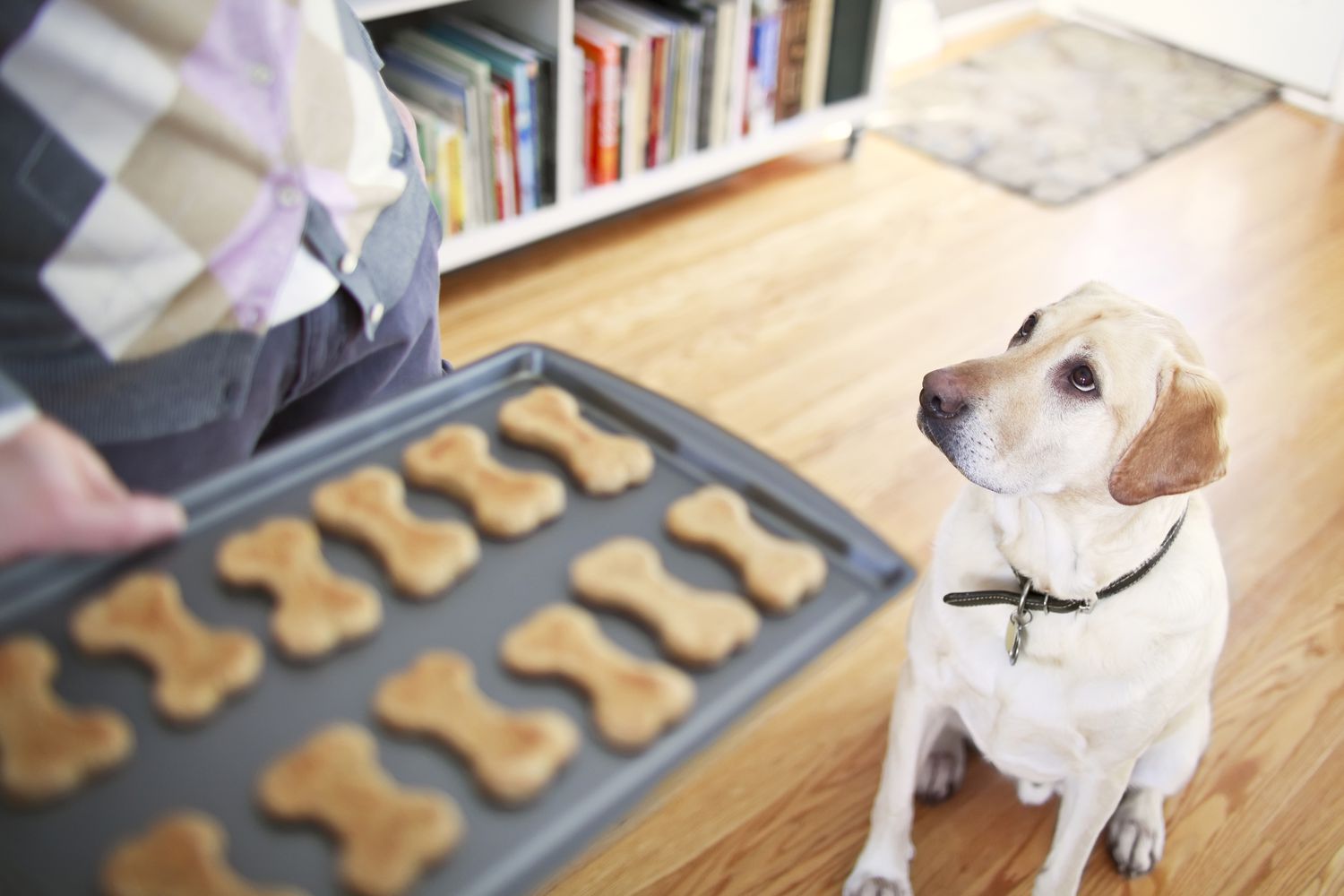 曼尼托巴温尼伯，一只黄色拉布拉多猎犬在乞求自制的狗饼干