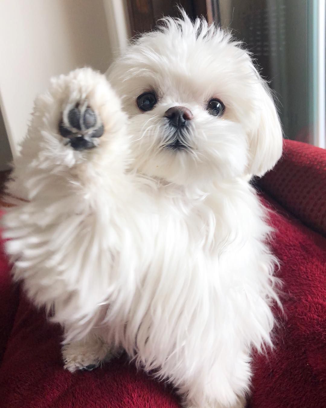 一只马尔济斯犬对着镜头举起了爪子。