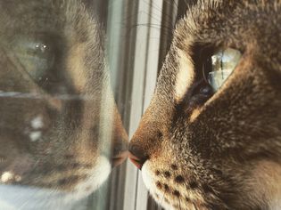 猫反射