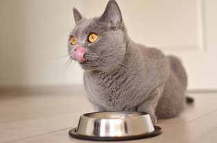 喂糖尿病猫