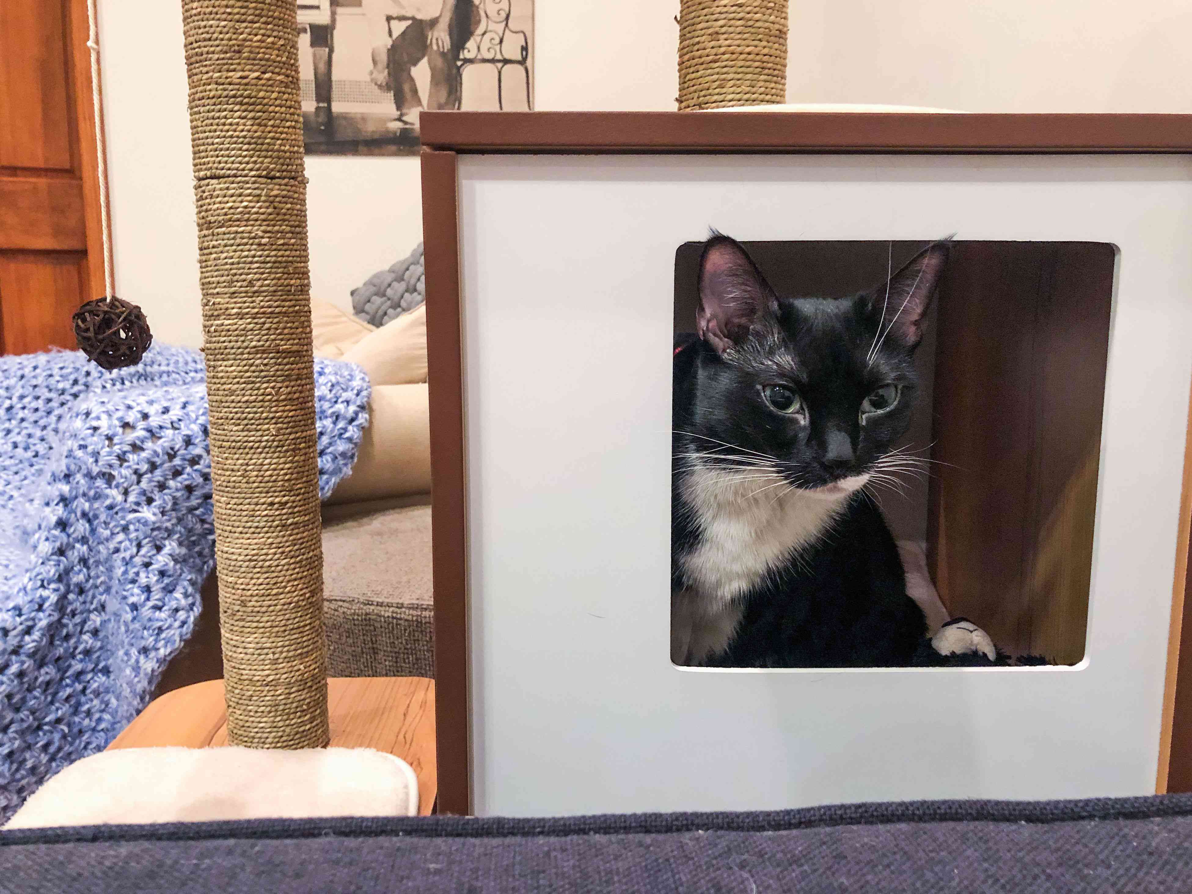 黄昏的猫家具