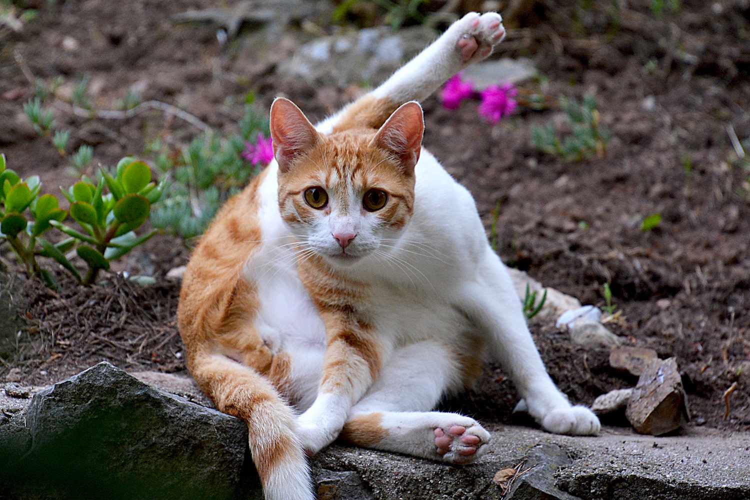 Cat over grooming