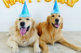 狗狗生日派对