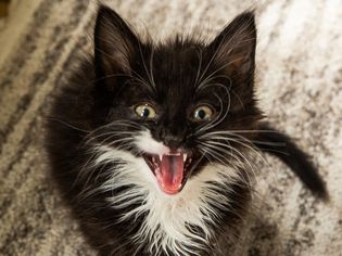 黑白相间的小猫张着嘴，露出乳牙