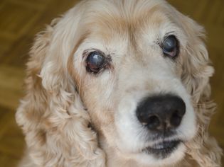 cloudy eyes in dogs