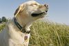 Golden Retriever sunbathing in tall grass