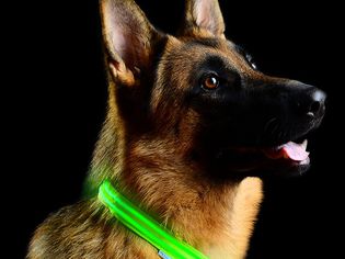 Metal Buckle LED Dog Collar