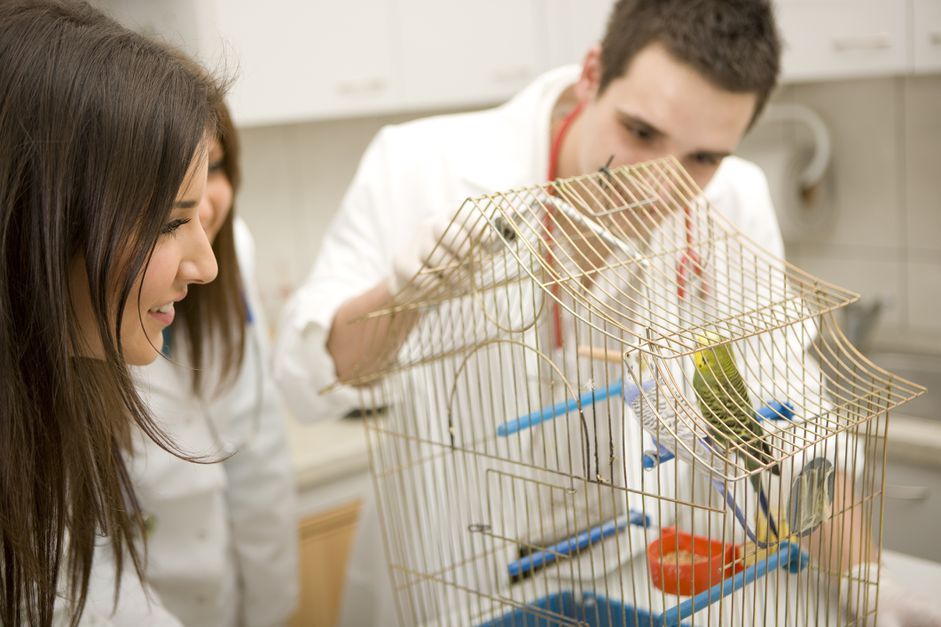 Vet examining bird