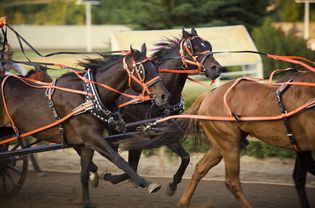 Chuck wagon race horses