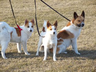 三只拴在外面的Norrbottenspets