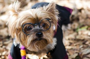约克犬戴着哈利波特眼镜，穿着哈利波特服装