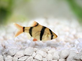 虎倒钩或苏门答腊倒钩四带Puntius四带热带水族鱼