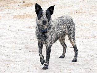德州海勒犬站在外面