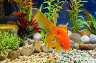 在水族砾石旁亲吻金鱼