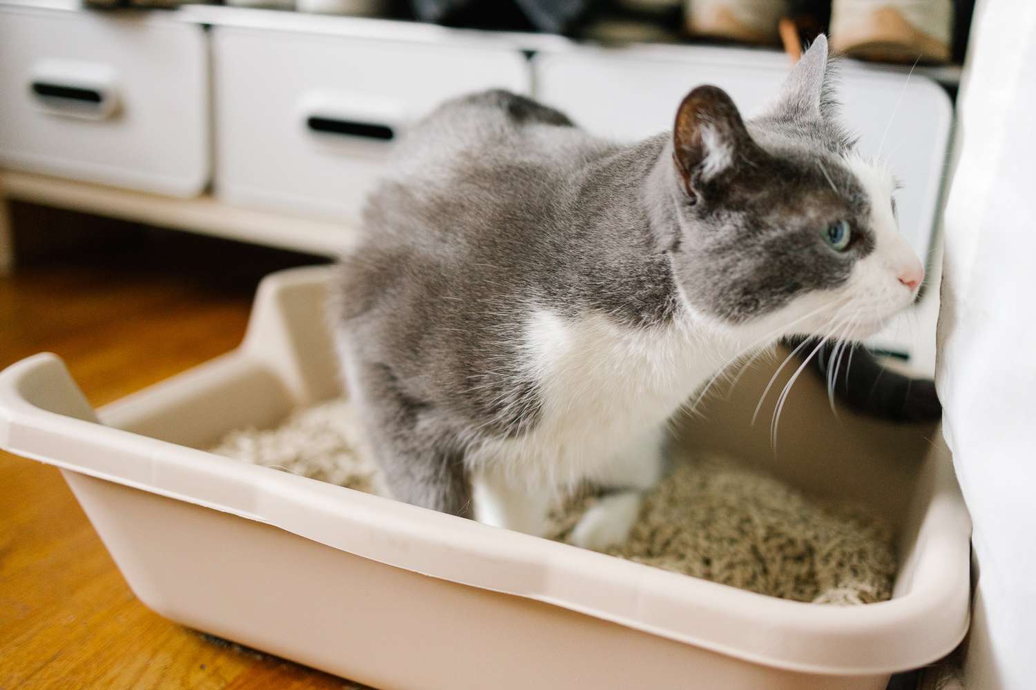 KittyGoHere高级猫砂盒正在测试