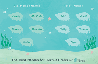 Name ideas for hermit crabs