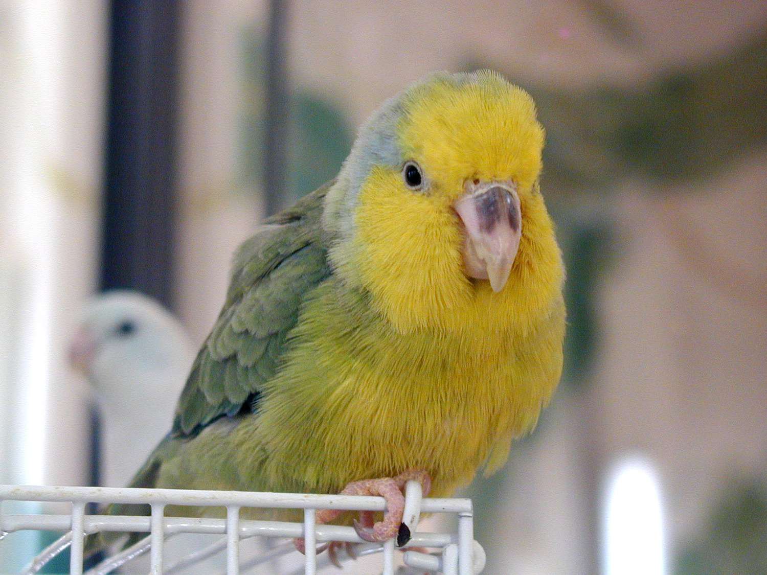 黄色脸parrotlet
